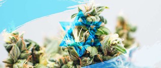 Israel Begins Exporting Cannabis to the UK