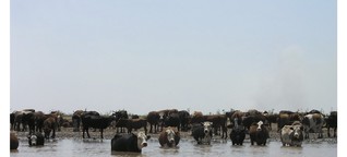 Argentinien: Export von Rindfleisch auf Höchststand