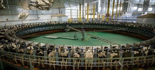 Milchrkise im Emirat: Kühe für Katar