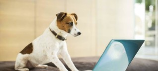 Warum Firmen immer öfter Hunde im Büro erlauben