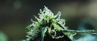 Croatia Launches Recreational Cannabis Legalization Bill