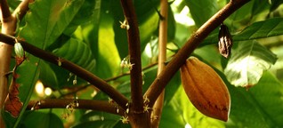 De cacao y chocolate: reviviendo una tradición en Panamá | DW | 07.02.2020