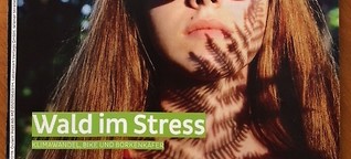 Wald im Stress
