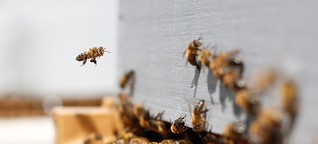 Rettet die Bienen - Sticht die Honigbiene die Wildbiene aus? 