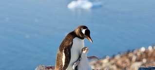 Expedition Penguin: Our Antarctic Journey