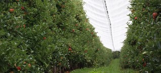 Startschuss für die Obstbauern: Am Montag beginnt vielerorts die Apfelernte