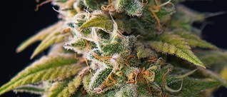 Vermont House Approves Legal Marijuana Sales