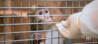 Tierversuche: "Aus ethischen Gründen kann man fast nichts ablehnen"