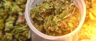 Michigan Marijuana Businesses Request "Essential" Status