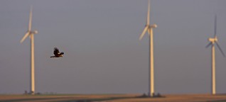 Die Windkraft und der Rotmilan