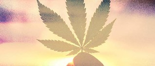 California Cannabis Businesses Celebrate "Essential" Status