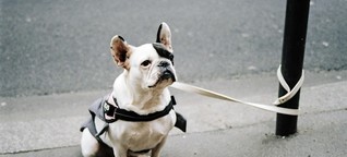 Hundevermittlung durch Hotels - Gefährten für den Tag oder fürs Leben