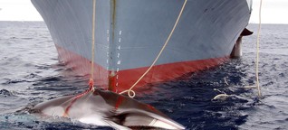 Greenpeace-Experte: Kritik an japanischer Walfang-Expedition