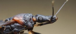 Vergessene Krankheit Chagas