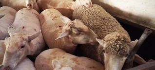 Millionen Merinoschafe leiden für warme Wollprodukte