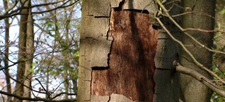 Extreme Dürre : Bäume verdursten in Franken / gut zu wissen, BR