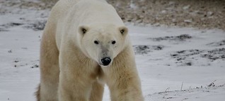 Read Our Full Travel Guide For Seeing Polar Bears Up Close and Personal