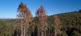 Waldbrandgefahr: Das trockene Deutschland 