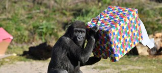Coronavirus legt Zoos lahm - Affen spüren Veränderung stark