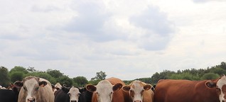 Fleischindustrie in Uruguay: 150 Kilo Gewichtszunahme in 100 Tagen