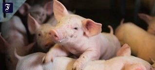 Landwirtschaft: Schweineleben