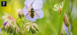 Minus 75 Prozent seit 1990: Insektensterben, na - wer weiß?