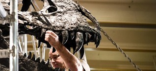T-Rex Tristan Otto: Dinosaurier aus Berlin zieht um