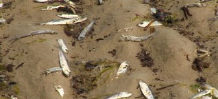 Mysteriöses Fischsterben an der Nordsee