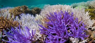 Korallen leuchten als Reaktion auf Klimawandel