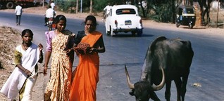 Indien - Tödlicher Streit um die heilige Kuh