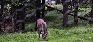 Im Urwald von morgen: 50 Jahre Nationalpark Bayerischer Wald