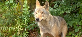 Zuwachs im Wolf- und Bärenpark Bad Rippoldsau-Schapbach