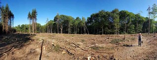 Borkenkäfer zerstört fußballfeldergroße Flächen: Der Fichtenwald im Bürgerbusch stirbt aus