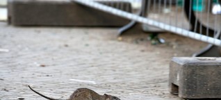Tönnies-Fleisch: Ratten lebten in Kühlhaus in Niedersachsen
