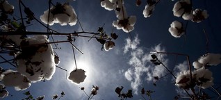 Wie nachhaltig ist Kleidung aus Bio-Baumwolle? 