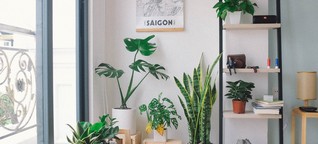 Grüner Wohnen: Zimmerpflanzen für Anfänger | waldviertler.wien