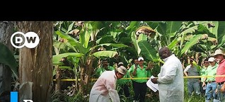 Alerta en Colombia ante un hongo del banano