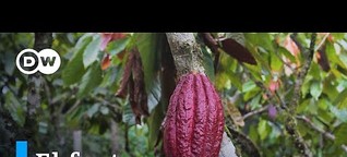 Cacao: el fruto del cambio