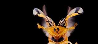 Die kalkulierte Insektenliebe der Konzerne - WELT