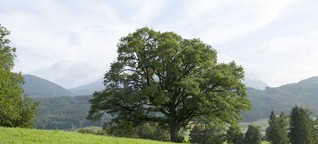 Tausendjährige Bäume - in Wahrheit viel jünger