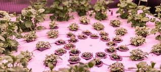 "Vertical farming": Hoch hinaus gepflanzt