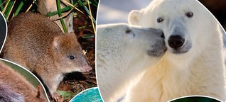 Eisbär, Koala und Co: Diese Tierarten könnten im Klimawandel aussterben