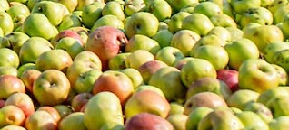 Apfelwein mit Tradition: Nur Äpfel von Privatleuten