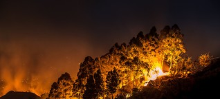 Waldbrände in Kalifornien: Leben im Grünen, ein Spiel mit dem Feuer