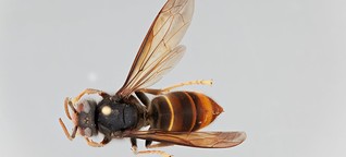 Frage zum Weltbienentag: Wie gefährlich ist die Asiatische Hornisse für Honigbienen?