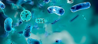 "Superbugs": Antibiotikaresistente Keime auf dem Vormarsch