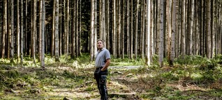 Bayern: Private Waldbesitzer machen hohe Verluste