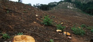 Dramatische Abholzung: Warum verschwinden Afrikas Wälder? 