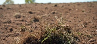 Dürre und Hitze: Was die Landwirtschaft ändern muss