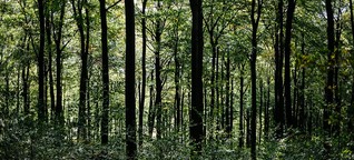 Podcast Synapsen: Lasst den Wald in Ruhe!